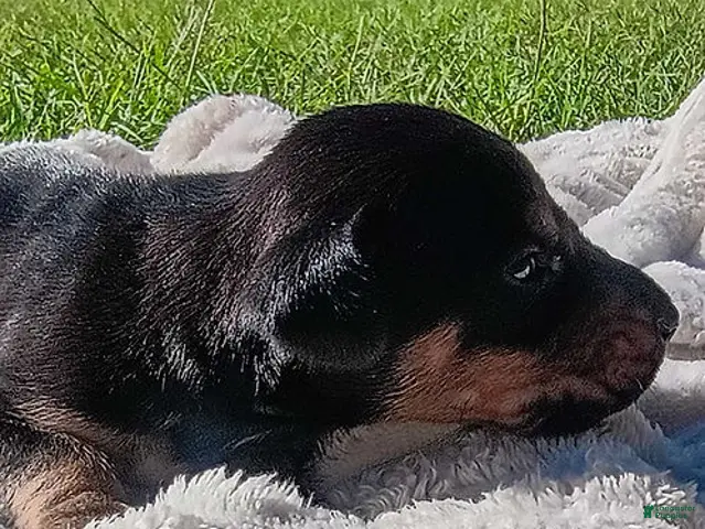 Doberman Pinscher dogs for sale: Hamilton - Ad 2