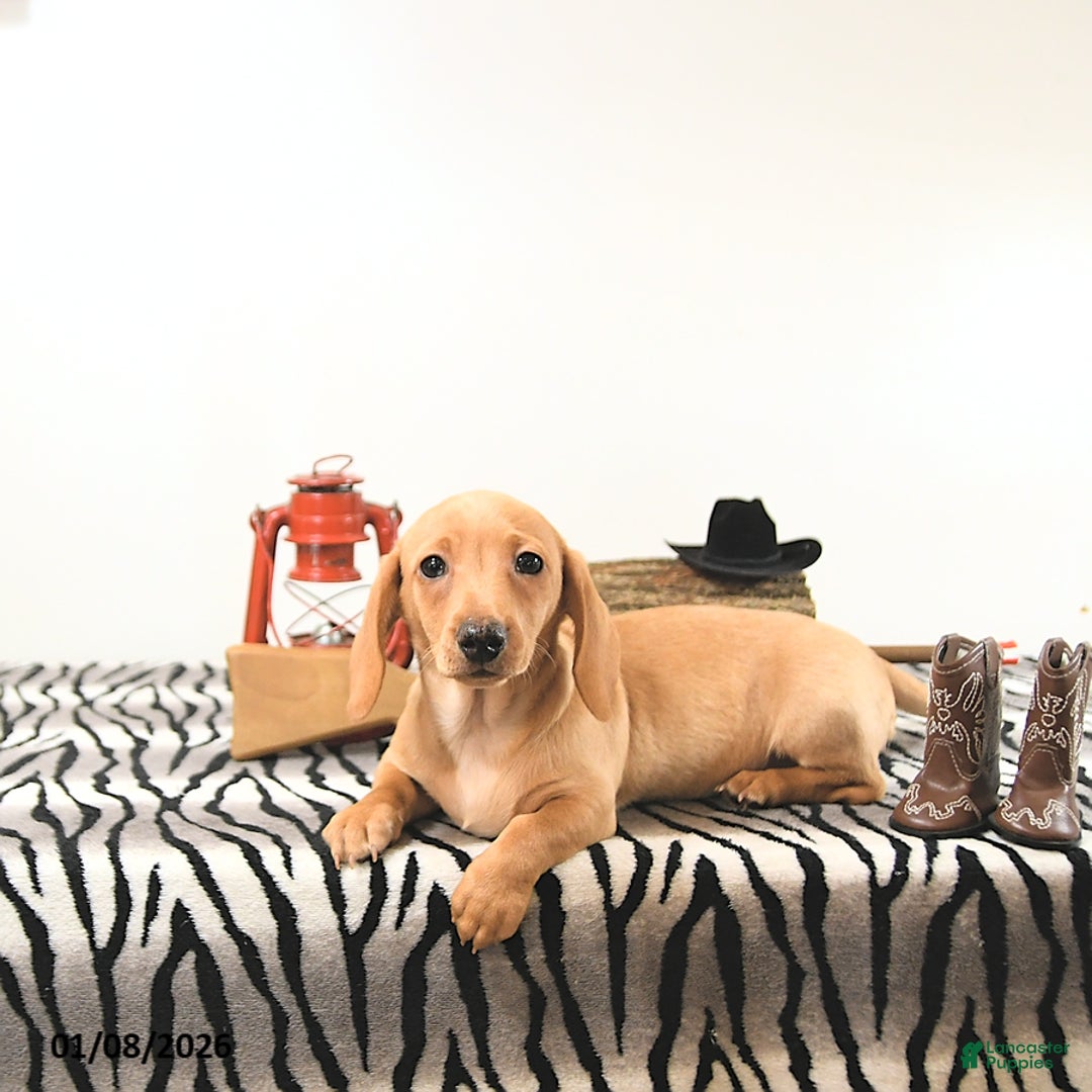 Miniature Dachshund dogs for sale: Benny - Ad 2