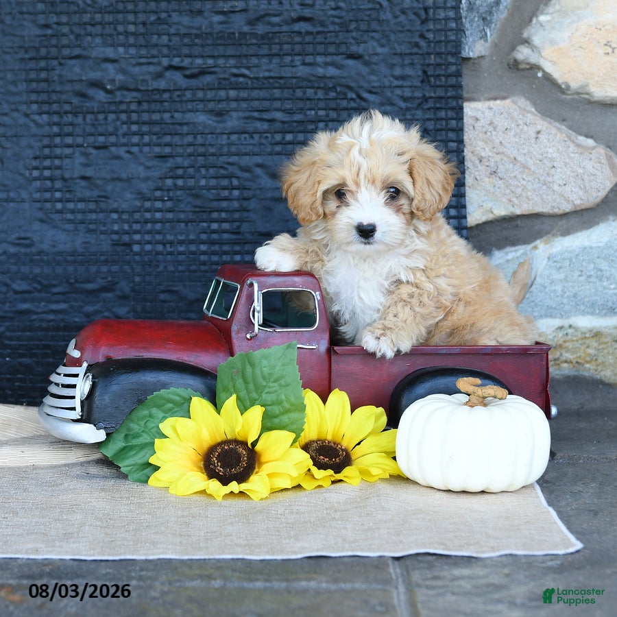 Maltipoo dogs for sale: Dawny - Ad 3