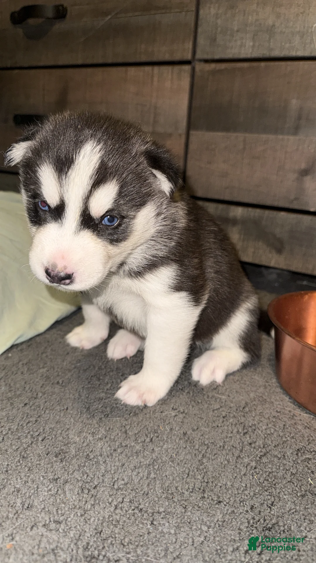 Siberian Husky dogs for sale: Alvin - Ad 1