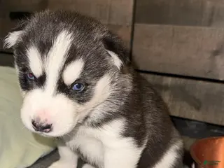 Siberian Husky dogs Alvin - Ad 22