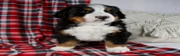 Bernese Mountain Dog dogs for sale: Jesse *Genetic Clear - Ad 7