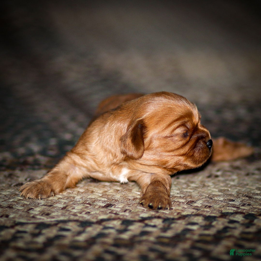 Cavalier King Charles Spaniel dogs for sale: Ricky - Ad 7