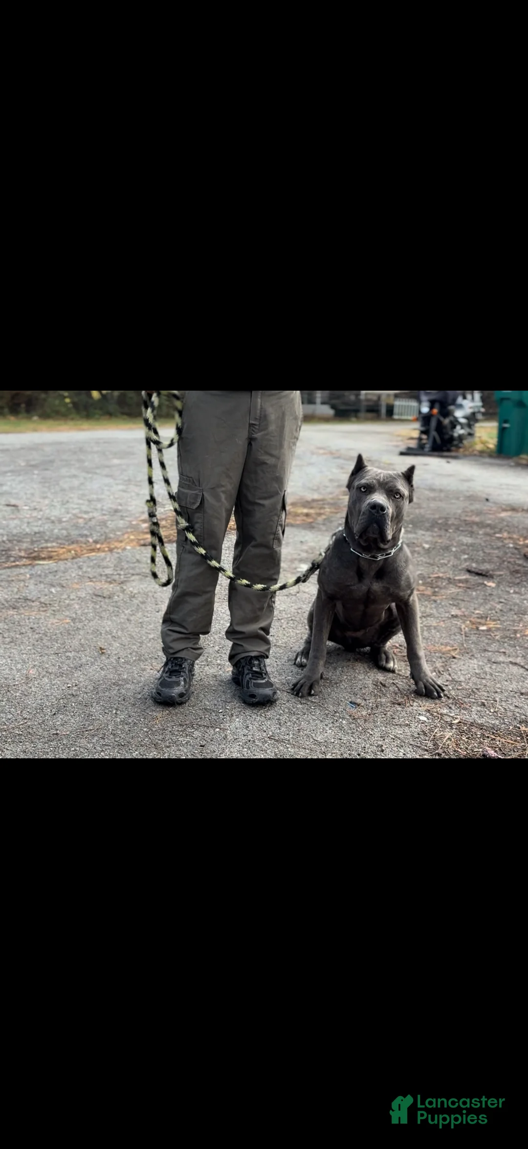 Cane Corso dogs for sale: Cane Corso Puppy 1 - Ad 2