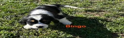 Mixed Breed dogs for sale: Bingo - Ad 1