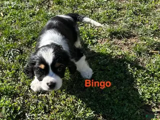 Mixed Breed dogs Bingo - Ad 23
