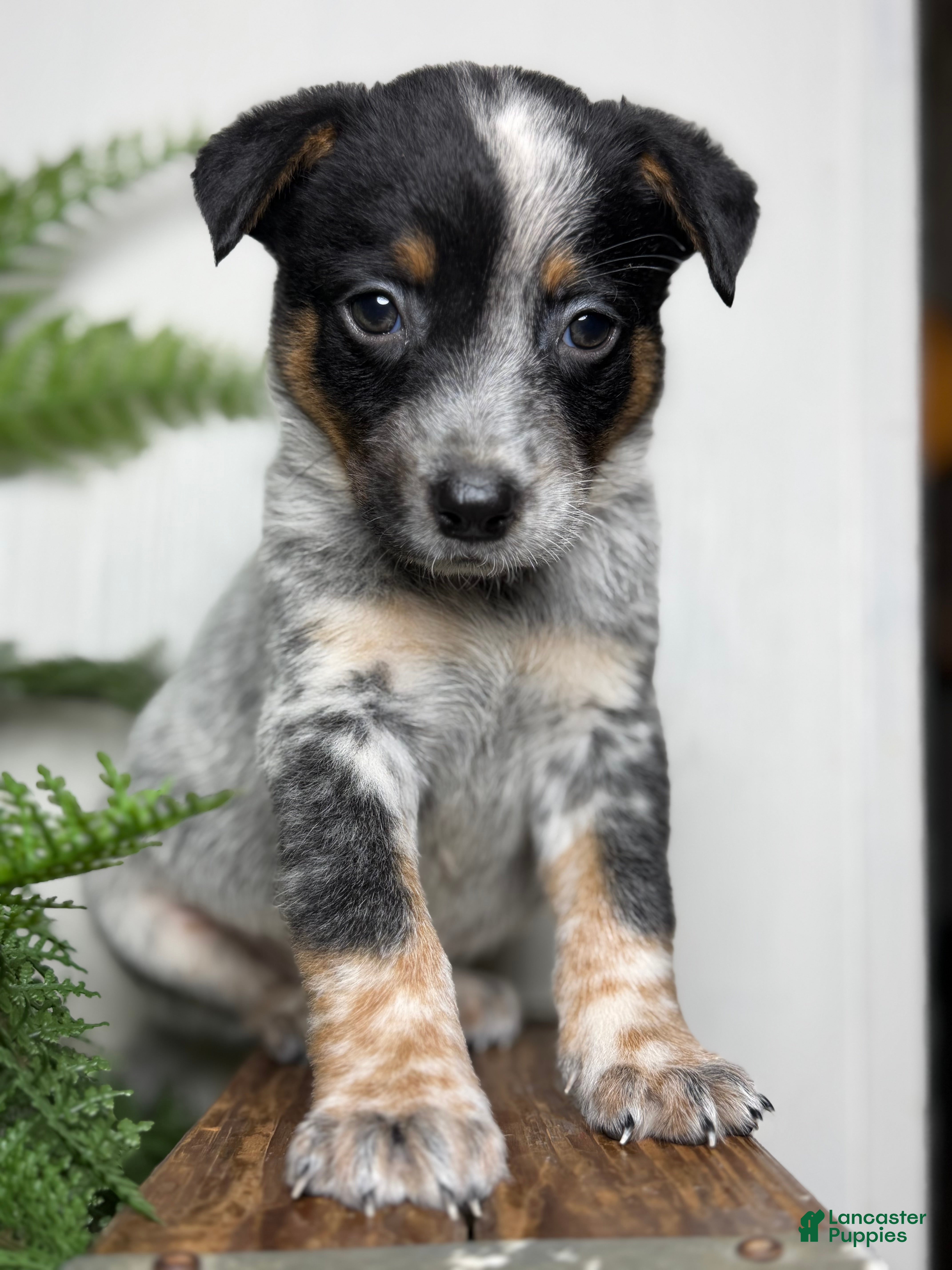 Australian Cattle Dog dogs Duke - Ad 1