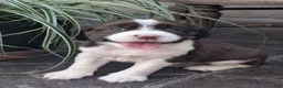 English Springer Spaniel dogs for sale: English Springer Spaniel, Dora - Ad 2