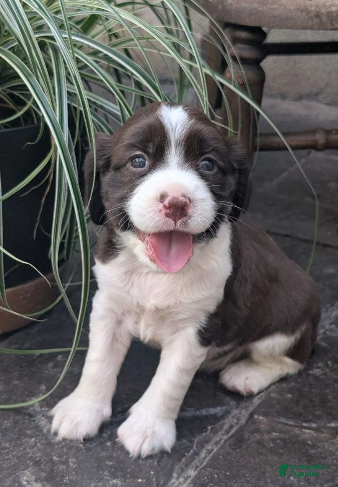 English Springer Spaniel dogs for sale: English Springer Spaniel, Dora - Ad 2