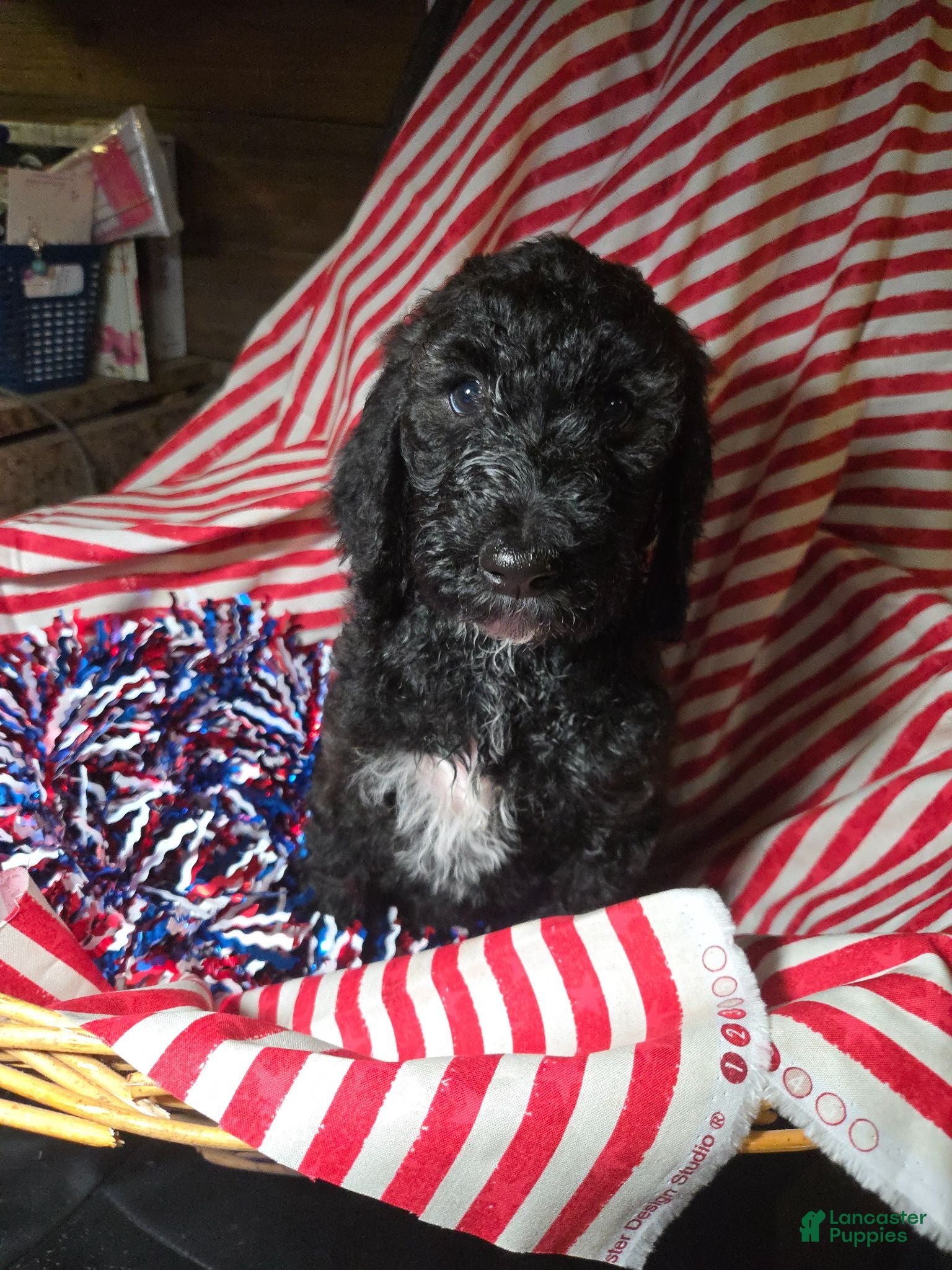 Standard Poodle dogs Poppy - Ad 1