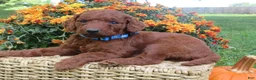 Mini Goldendoodle dogs for sale: Chocolate  - Ad 1