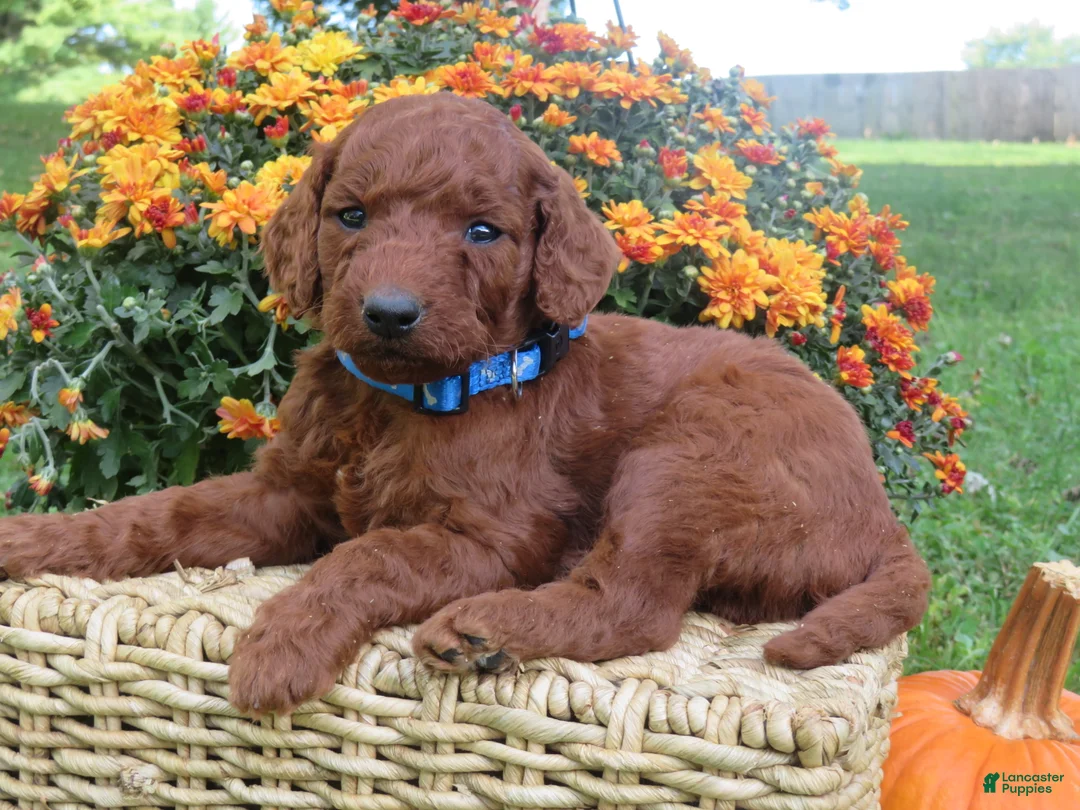 Mini Goldendoodle dogs for sale: Chocolate  - Ad 1