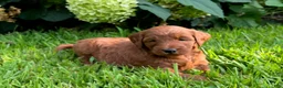 Mini Goldendoodle dogs for sale: Cinnamon - Ad 3