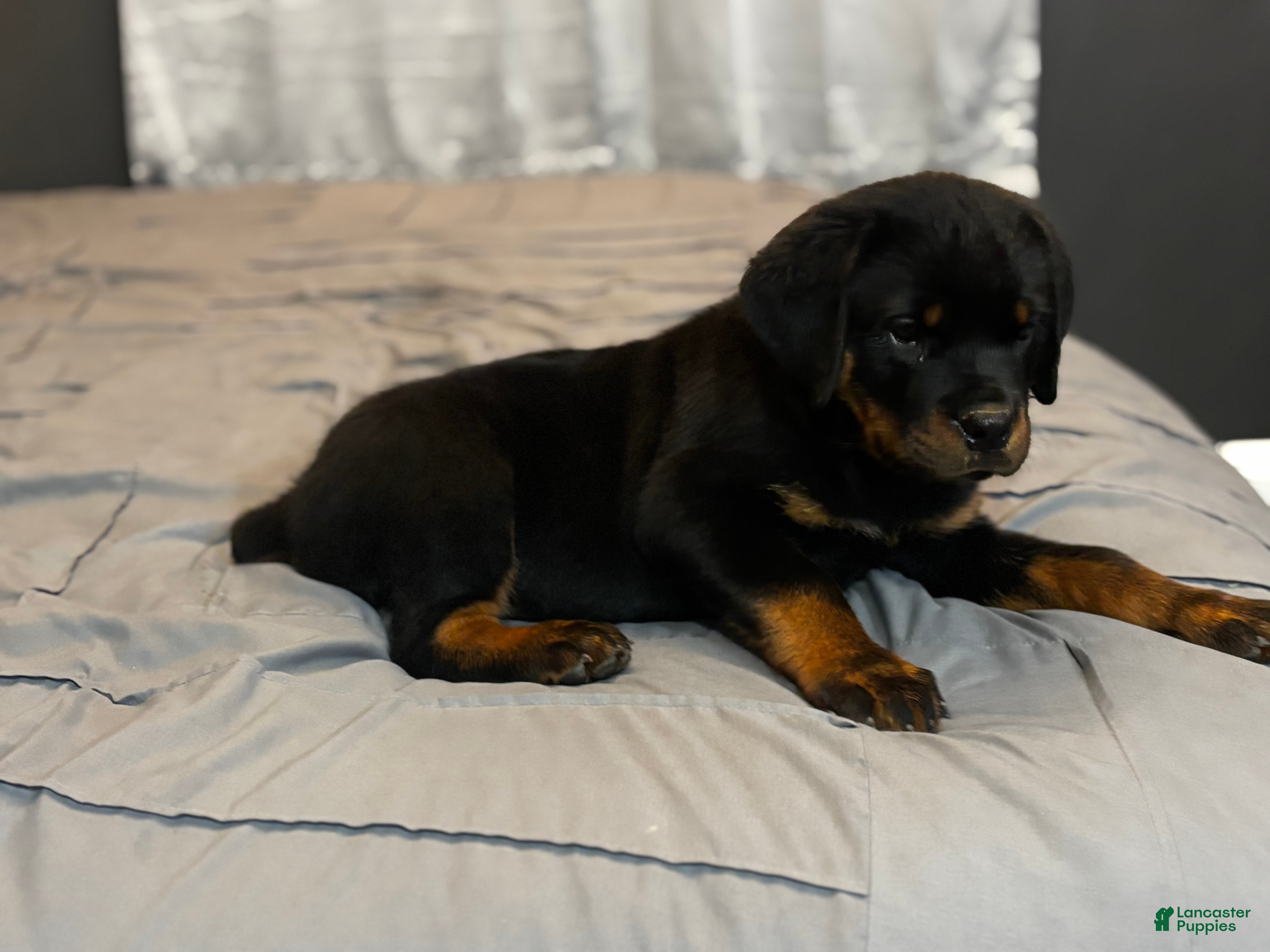 Rottweiler dogs Rottweiler 5 - Ad 24