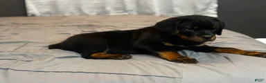 Rottweiler 5