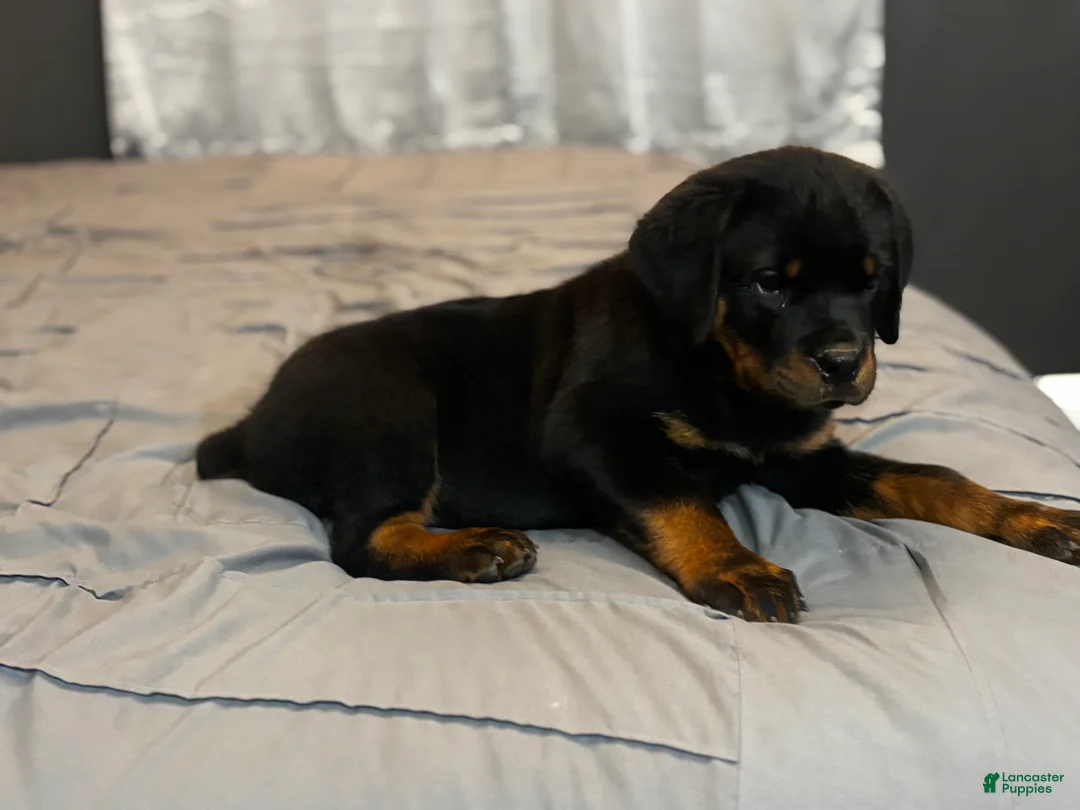 Rottweiler dogs for sale: Rottweiler 5 - Ad 1