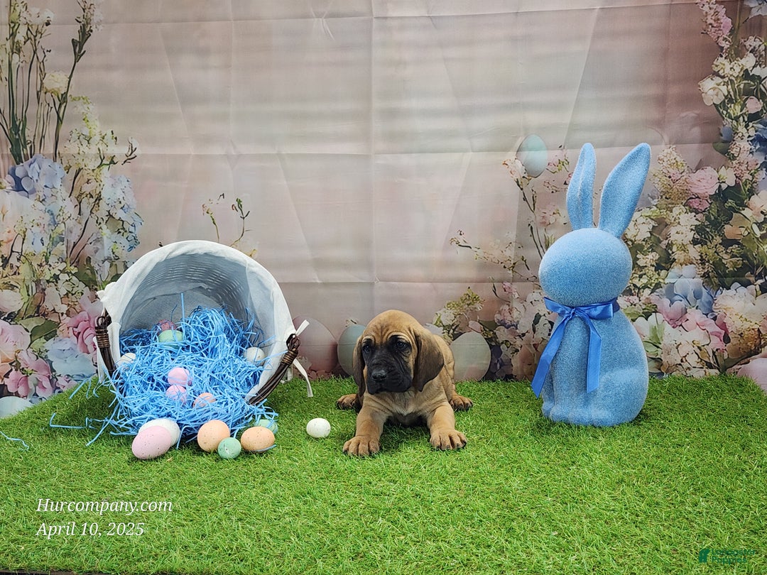 Mixed Breed dogs for sale: 2025 Bloodahoula Male 1 "Huck" - Ad 21