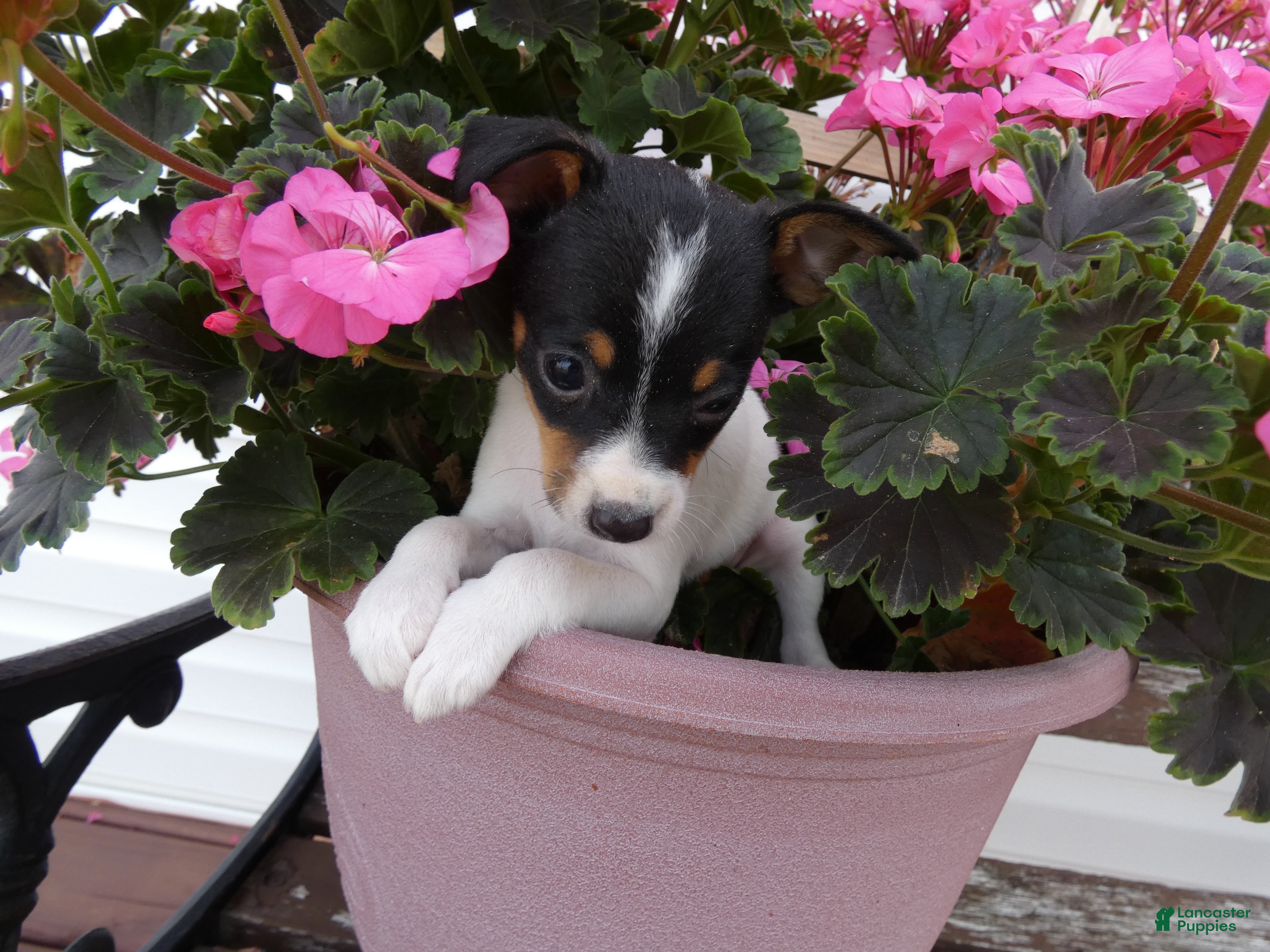 Toy Fox Terrier dogs Toy Fox Terrier 1 Trooper - Ad 18