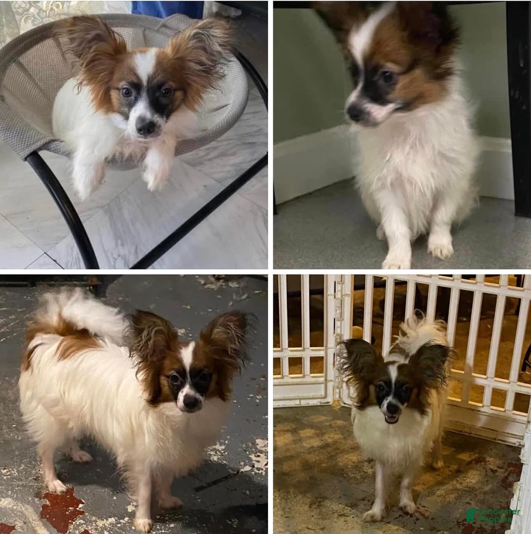 Gallery Image {{count}}