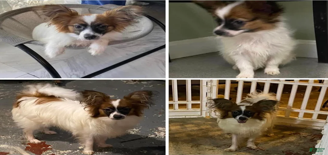 Gallery Image {{count}}