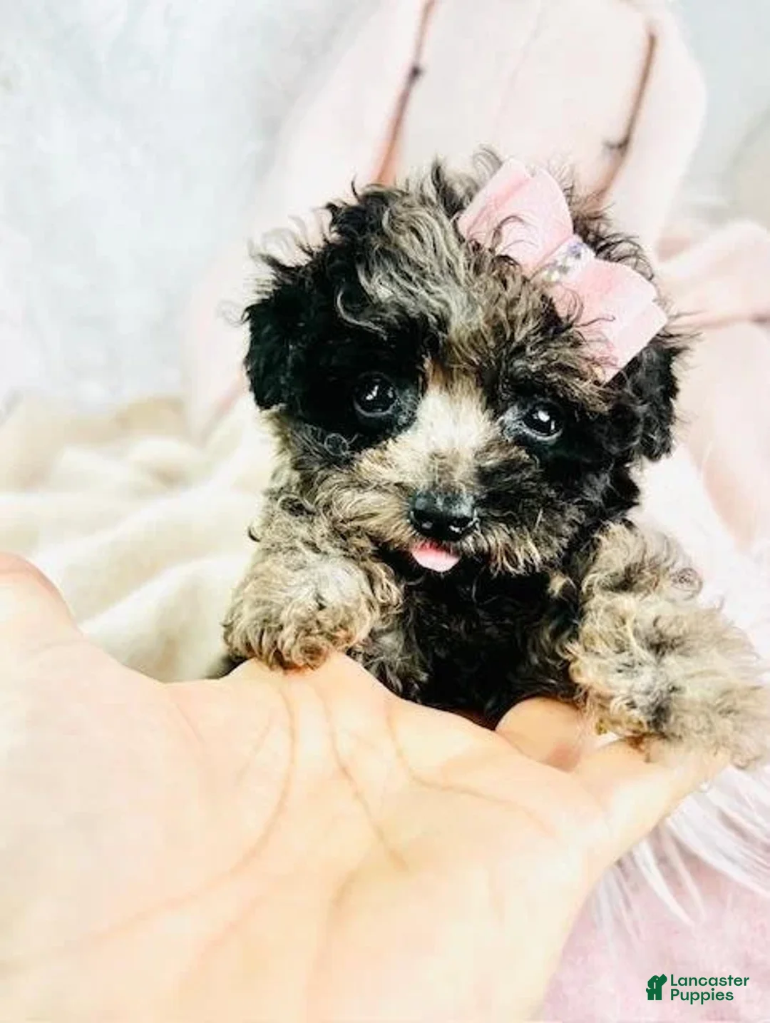 Toy Poodle dogs for sale: Page - Ad 5