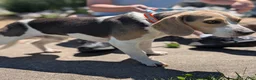 Beagle dogs for sale: Beadle Jojo Max - Ad 2