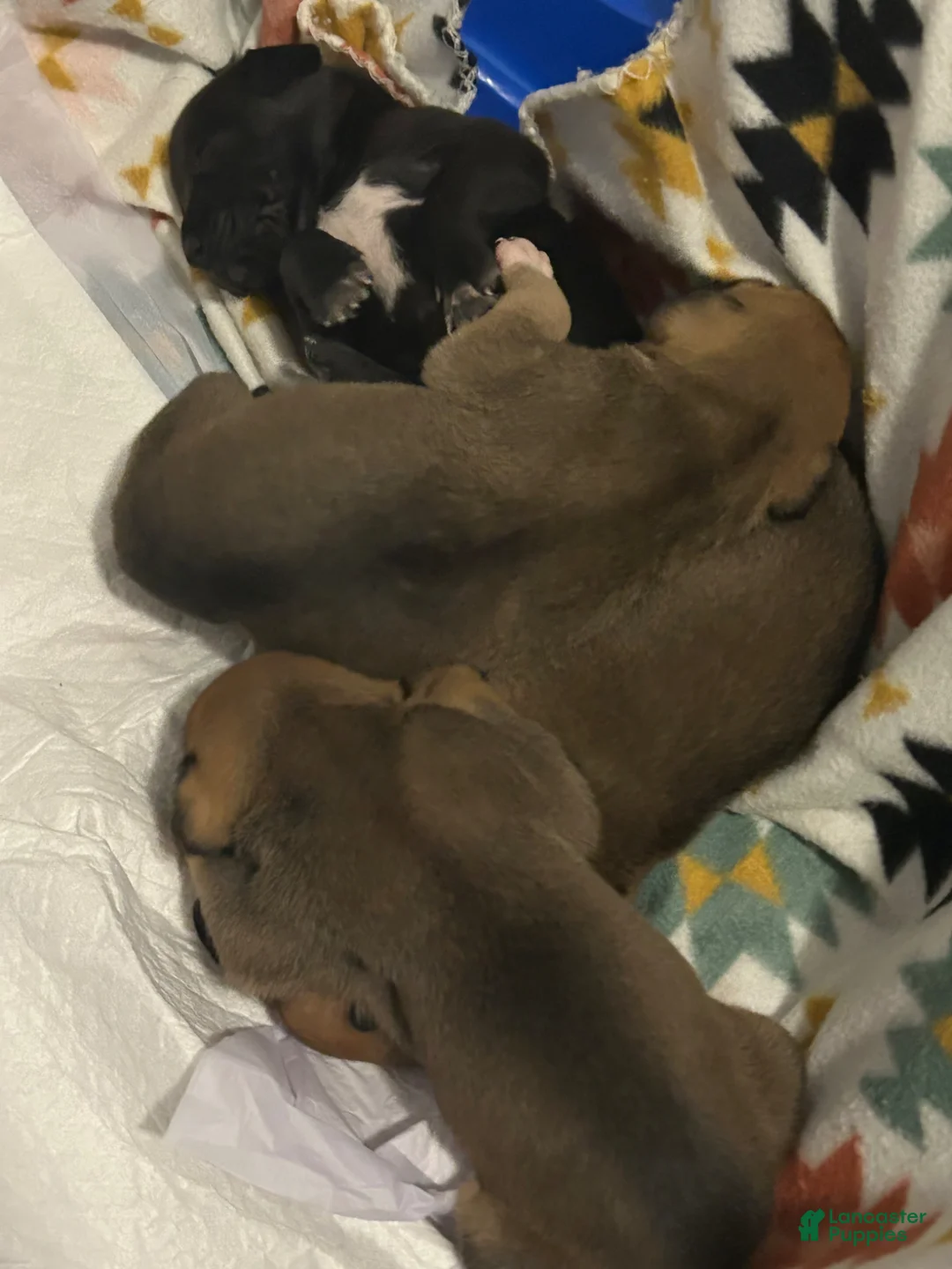 Mixed Breed dogs for sale: Mixed Breed Puppy 7 - Ad 6