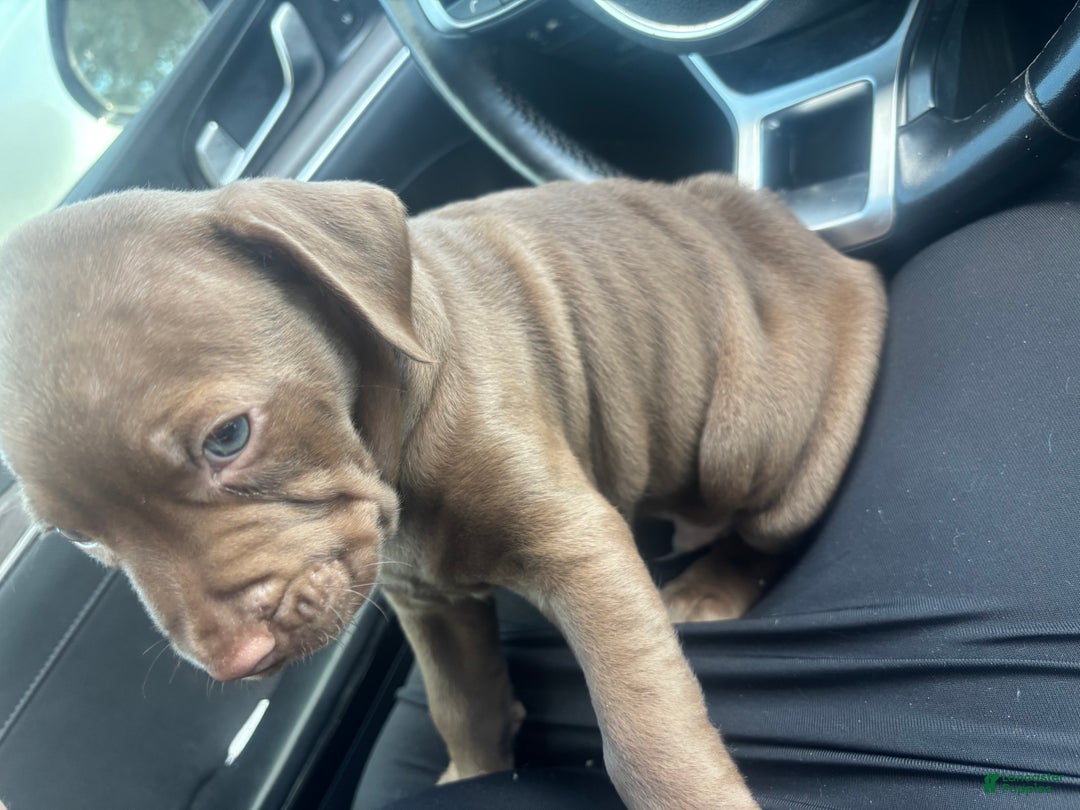 American Bully dogs for sale: American Bully Puppy 1 - Ad 2