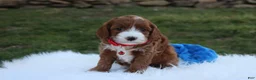Cavapoo dogs for sale: Dante  - Ad 3