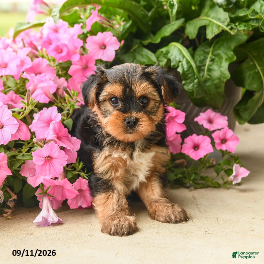 Yorkshire Terrier dogs Charmer - Ad 1