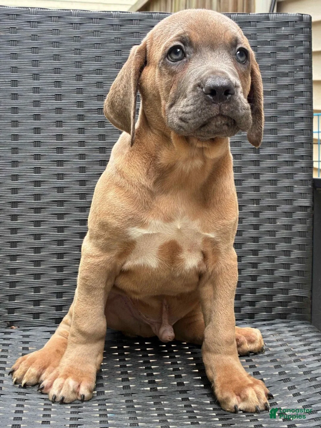 Cane Corso dogs for sale: Cane Corso 1 - Ad 4