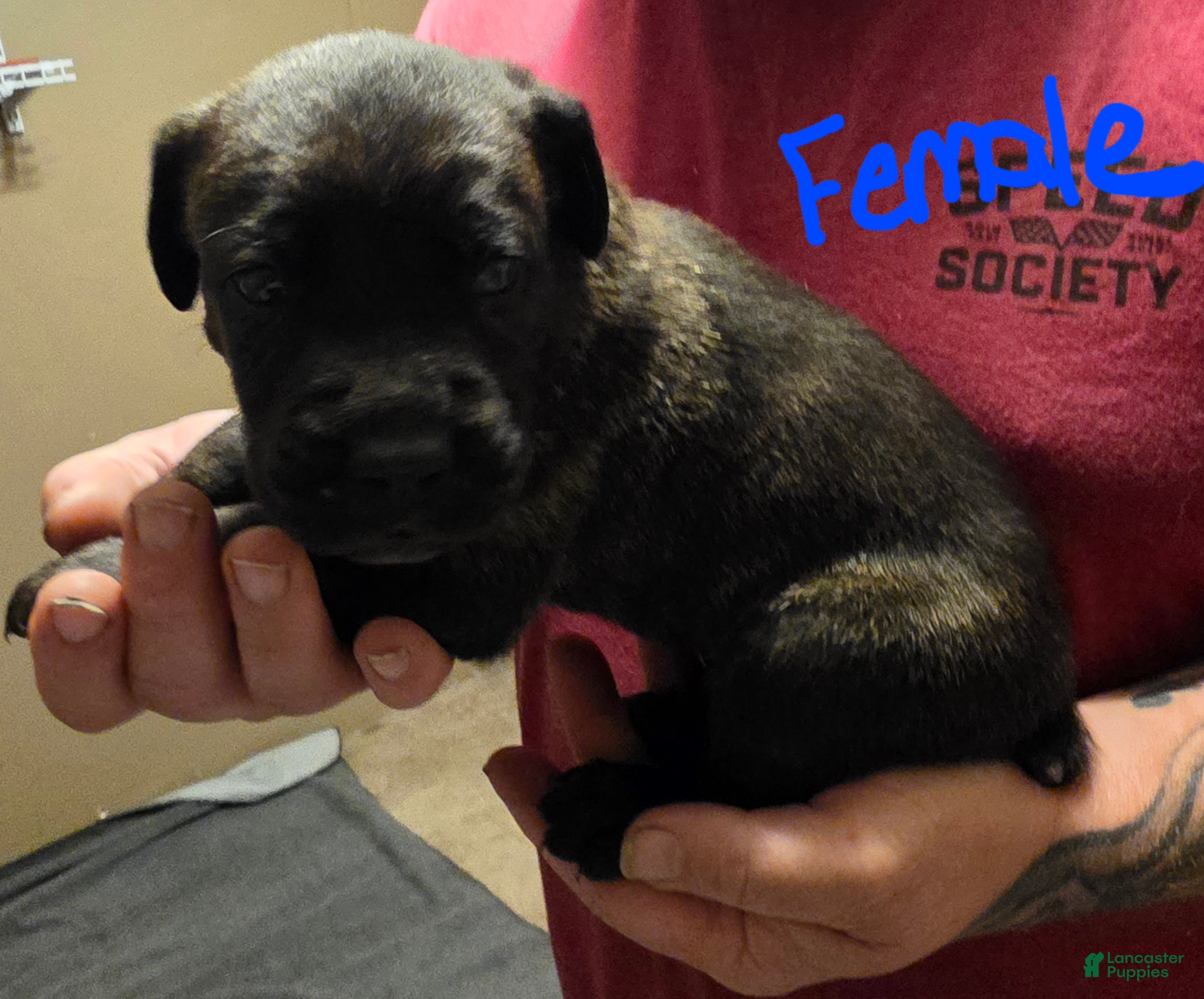 Cane Corso dogs Cane Corso Puppy 6 - Ad 12