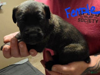 Cane Corso dogs Cane Corso Puppy 6 - Ad 26