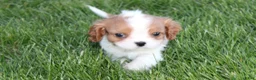 Cavalier King Charles Spaniel dogs for sale: Liam Cavalier King Charles Spaniel Puppy  - Ad 3