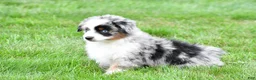 Miniature Australian Shepherd dogs for sale: Wendy - Ad 3