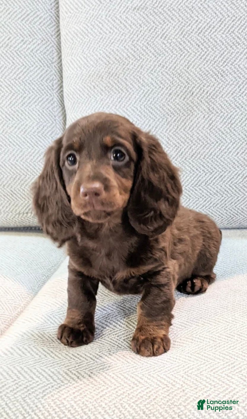 Miniature Dachshund dogs Roxy - Ad 22