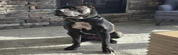 Presa Canario dogs for sale: Mr Neon  - Ad 79