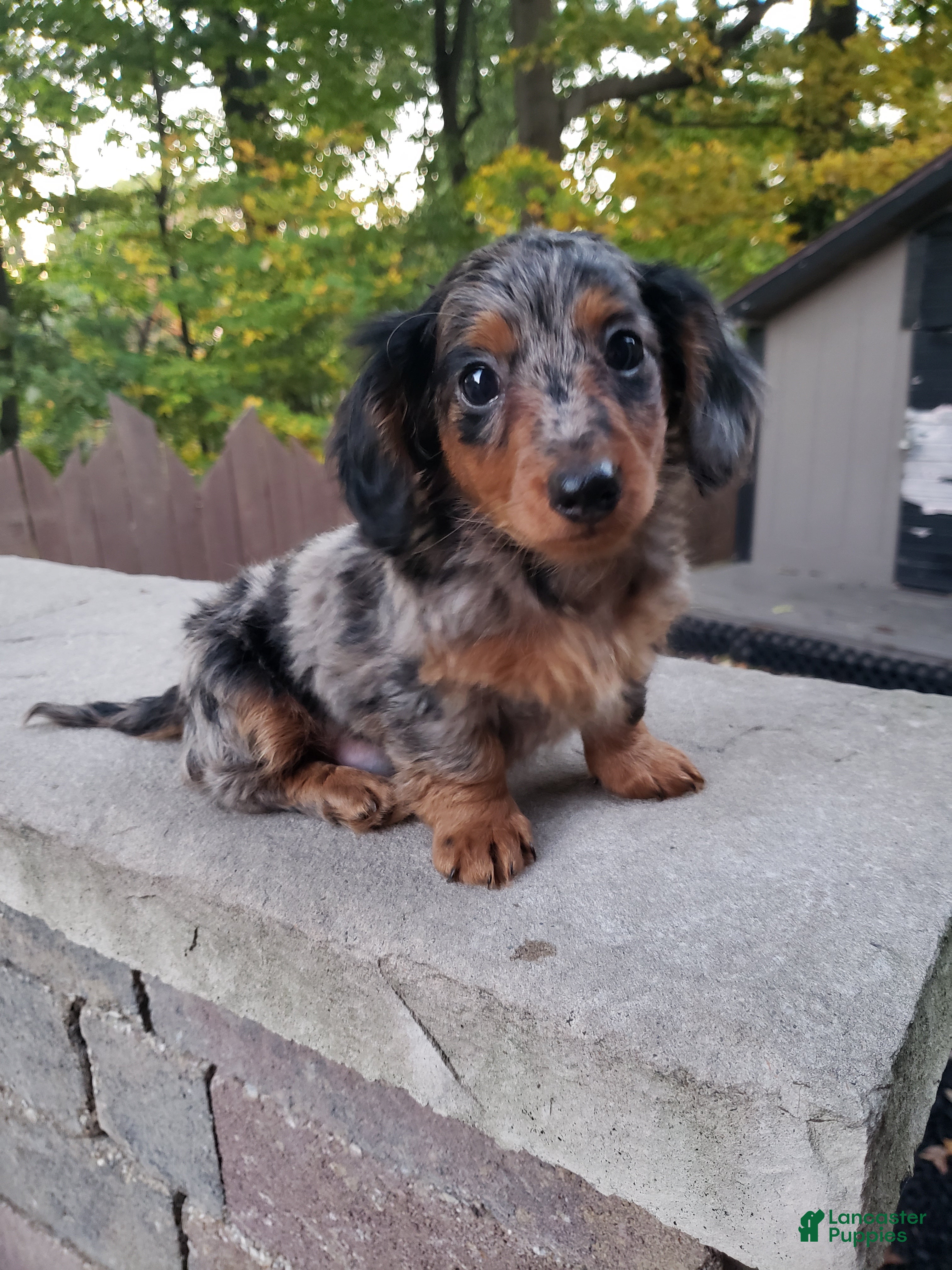 Miniature Dachshund dogs for sale: Dax - Ad 1