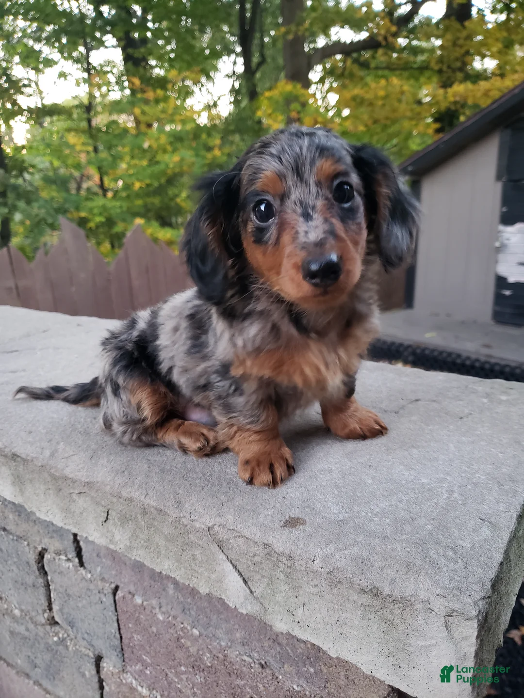 Miniature Dachshund dogs for sale: Dax - Ad 1