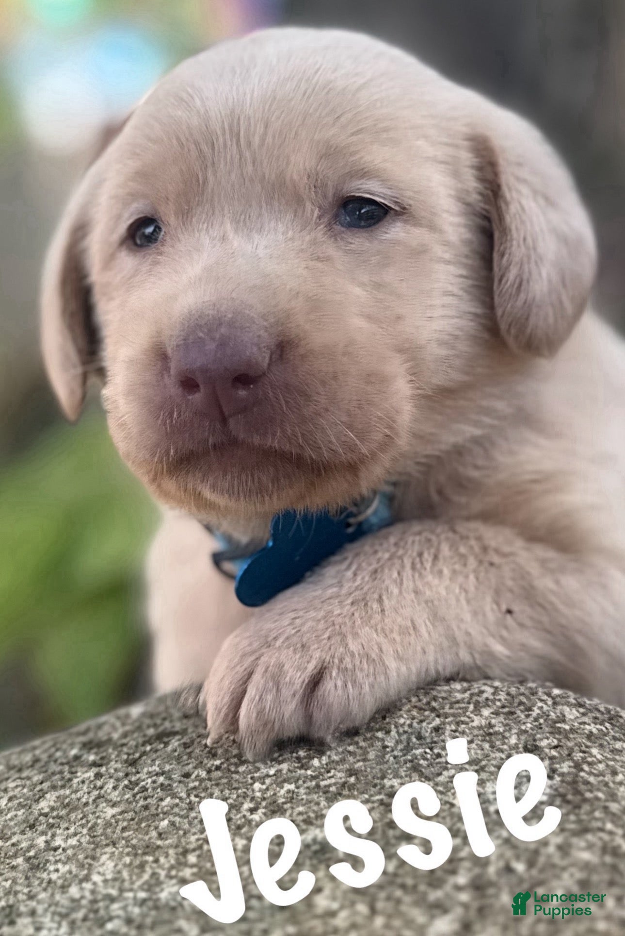 Labrador Retriever dogs for sale: Labrador Retriever Puppy 1 - Ad 2
