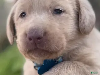 Labrador Retriever dogs for sale: Labrador Retriever Puppy 1 - Ad 2