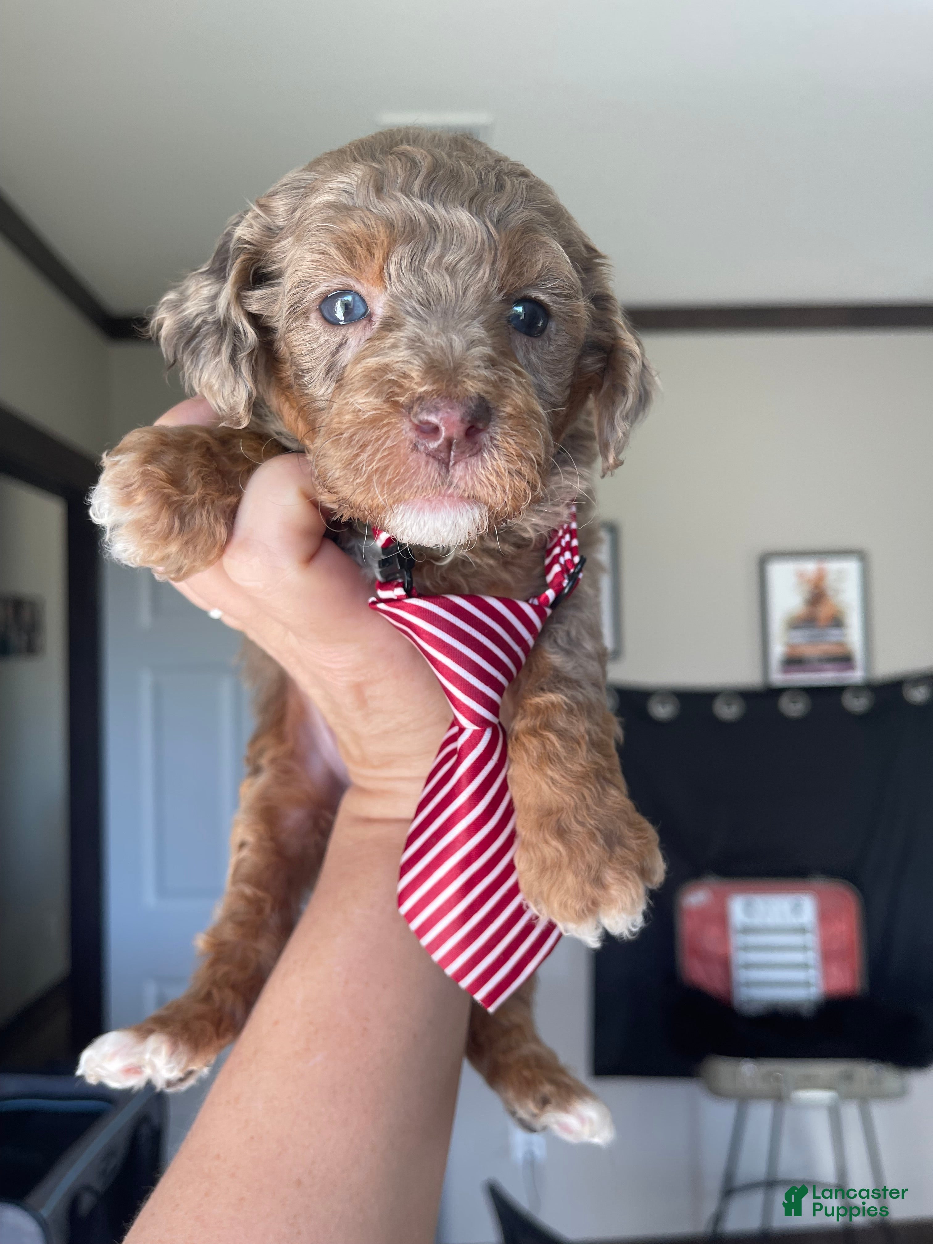 Miniature Poodle dogs Akc Clear 🧬 Chocolate Phantom Merle - Ad 9