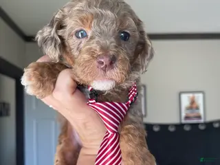 Miniature Poodle dogs Akc Clear 🧬 Chocolate Phantom Merle - Ad 9