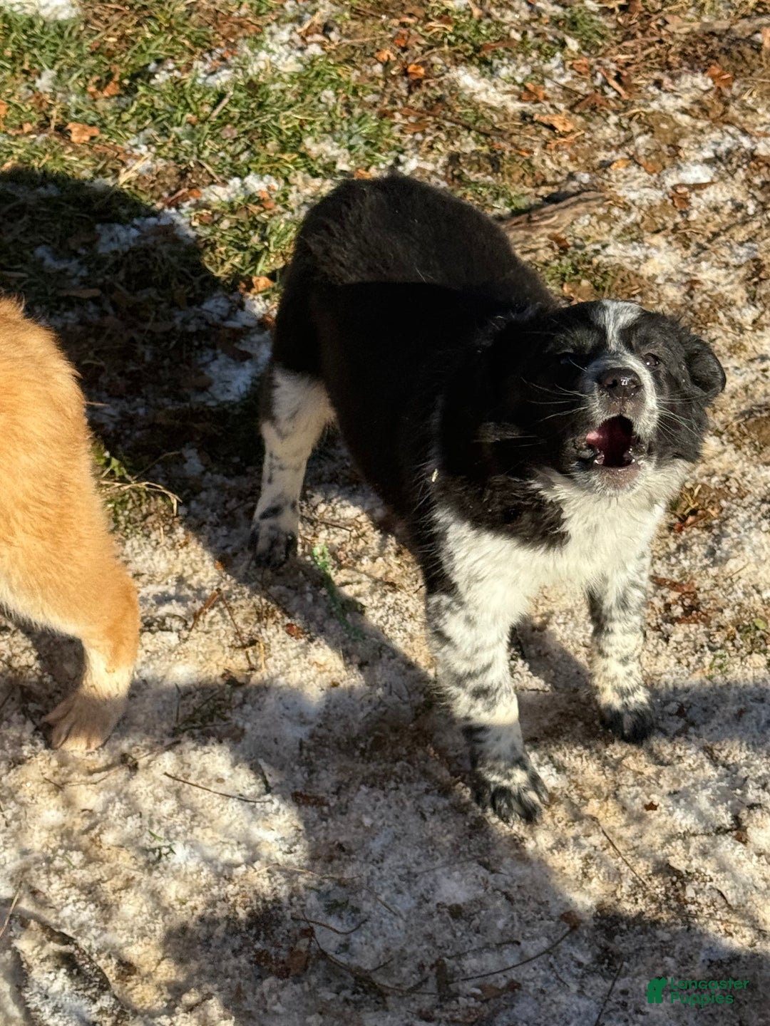 Mixed Breed dogs for sale: Mixed Breed Puppy 4 - Ad 2