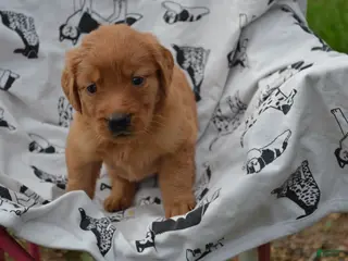 Golden Retriever dogs Rosy - Ad 27