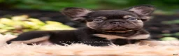 French Bulldog dogs for sale: Han solo - Ad 9