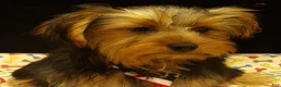 Yorkshire Terrier dogs for sale: Stuart - Ad 4