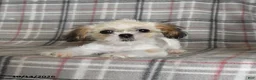 Shih Tzu dogs for sale: Lucy - Ad 5