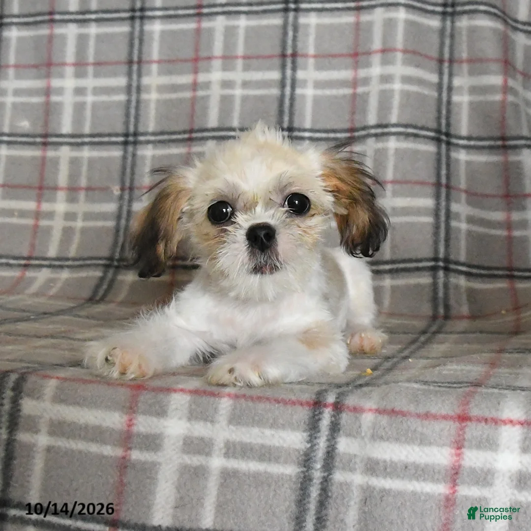Shih Tzu dogs for sale: Lucy - Ad 5