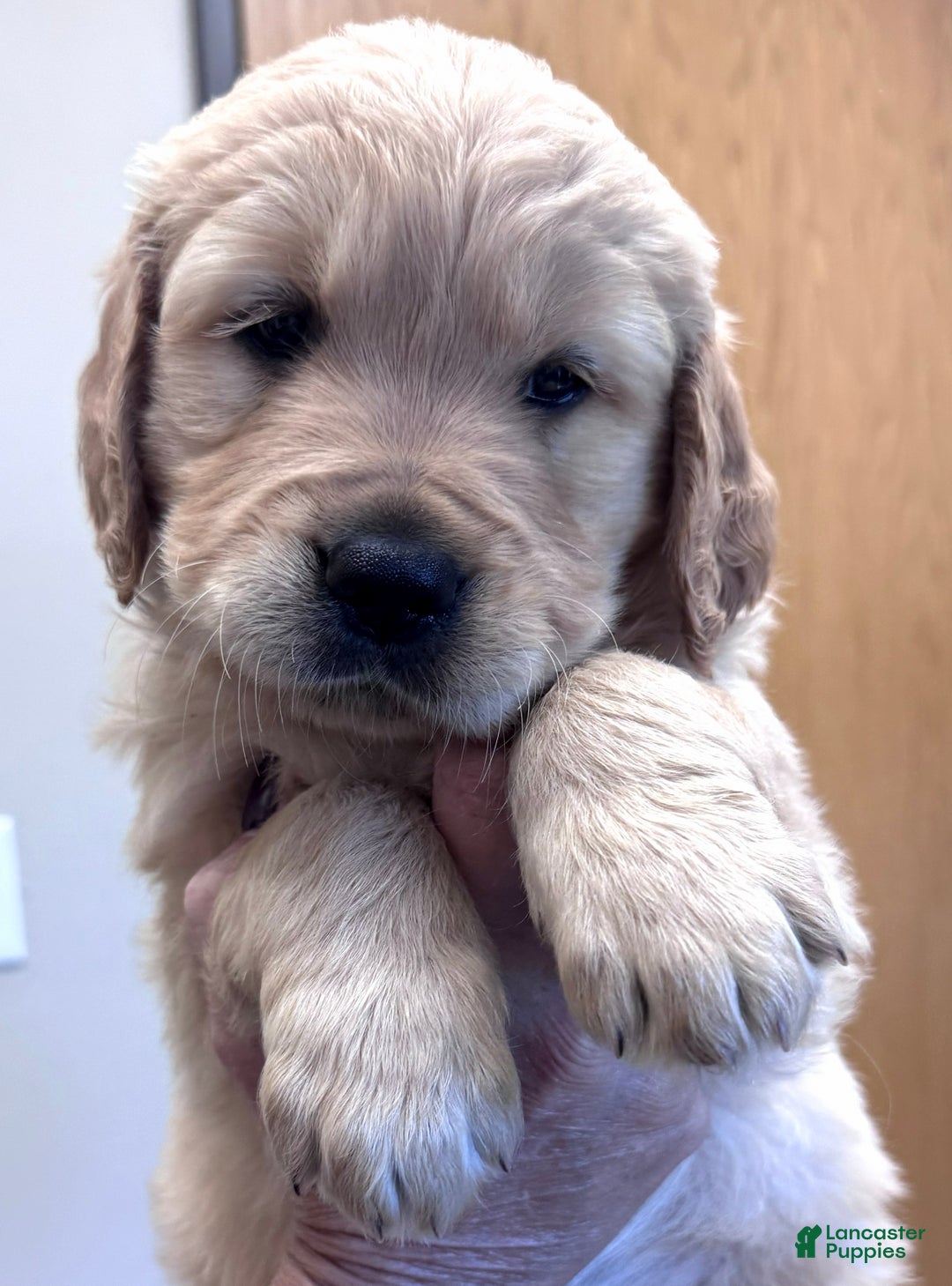 Golden Retriever Puppy for sale in Dansville Lancaster Puppies